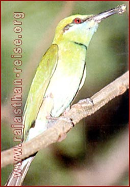 Bee eater with Pray