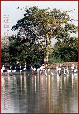 Birds in Bharatpur National Park, Rajasthan