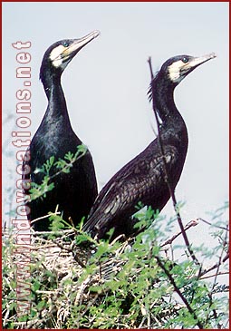 Birds in Bharatpur National Park, Rajasthan