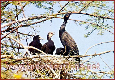Birds, Bharatpur, Rajasthan