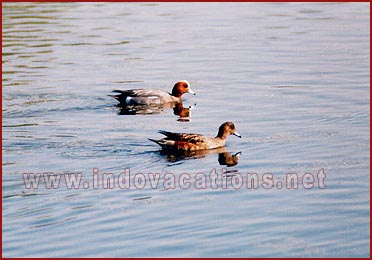 Birds in Bharatpur National Park, Rajasthan