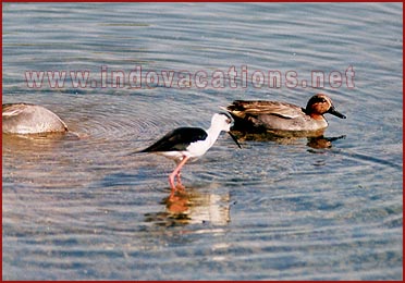 Birds in Bharatpur National Park, Rajasthan