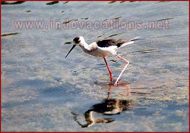 Birds in Bharatpur National Park, Rajasthan