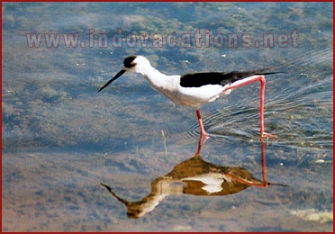 Birds in Bharatpur National Park, Rajasthan