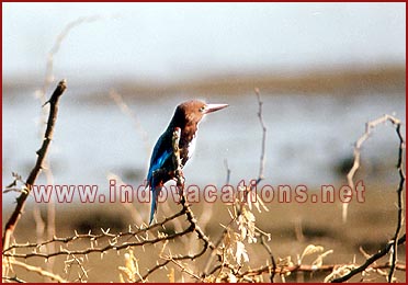 Birds in Bharatpur National Park, Rajasthan