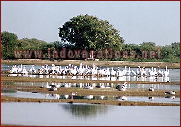 Birds in Bharatpur National Park, Rajasthan