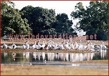 Birds in Bharatpur National Park, Rajasthan