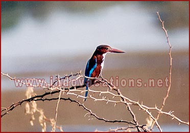 Birds in Bharatpur National Park, Rajasthan