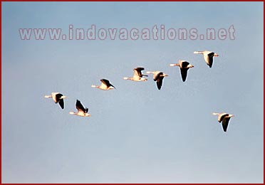 Birds in Bharatpur National Park, Rajasthan