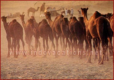 camel Breading farm, Rajasthan