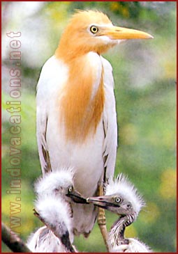 Cattle Egret