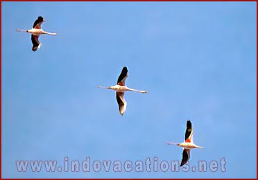 Flamingos