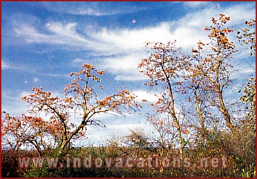 Forest in Rajasthan