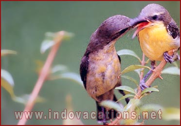 Purple Sunbird