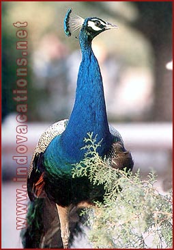 Regal Peacock