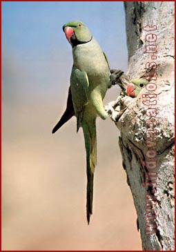 Rose ringed Parakeet