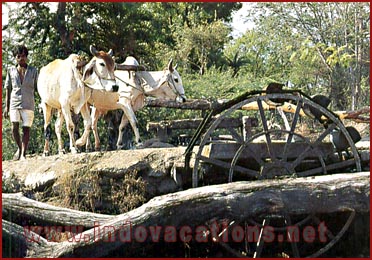 Water Wheel of a well in Rajasthan