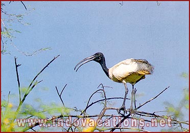 White Ibis