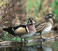 Dibru-Saikhowa National Park, Assam