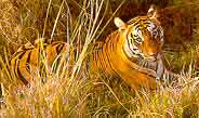 Tiger, Hazaribagh Wildlife Sanctuary