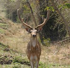 Mudumalai Wildlife Sanctuary, Tamil Nadu