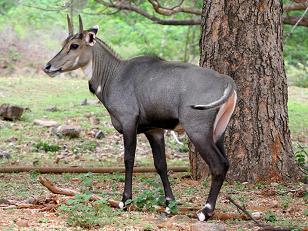 Neelgai, Ramnagar Wildlife Sanctuary