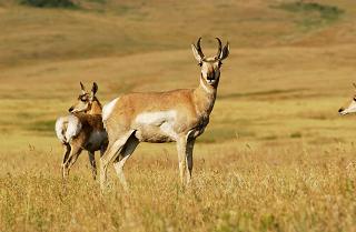 Wildlife in Periyar National Park