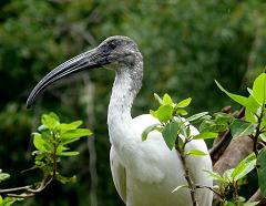 Vedanthangal Bird Sanctuary, Tamil Nadu