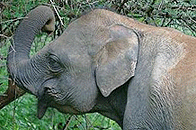 Asiatic Elephant, Bandipur National Park
