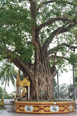 Bodhi Tree, Bodh Gaya