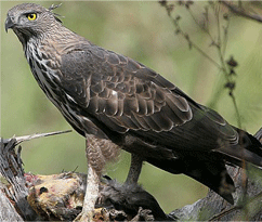 B R Hills Wildlife Sanctuary, Karnataka