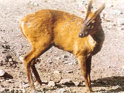 Barking Deer, Chail Sanctuary