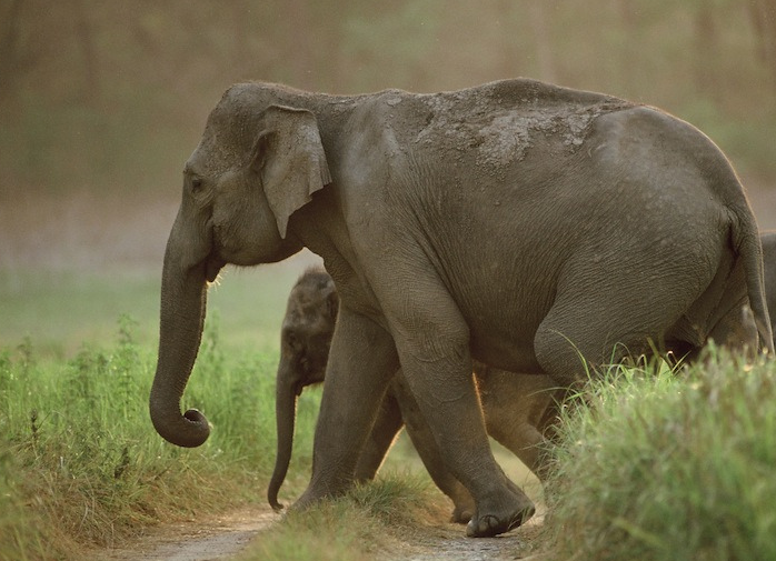 Corbett National Park