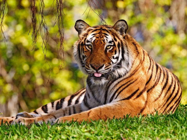 Tiger, Corbett National Park