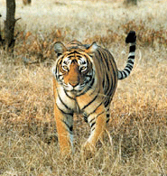 Tiger, Dandeli Wildlife Sanctuary
