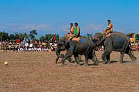 Elephant Festival, Assam