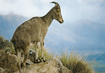 Nilgiri Tahr, Eravikulam National Park