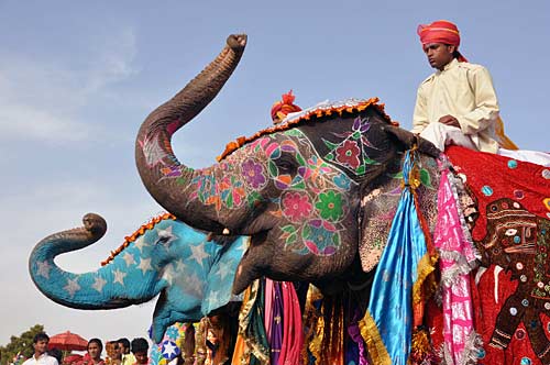 Elephant Festival