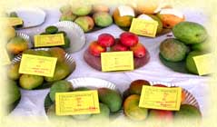 Mango Festival