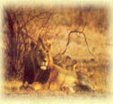 Sasan Gir, Gir National Park