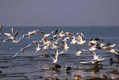 Ducks, Maharana Pratap Sagar Sanctuary