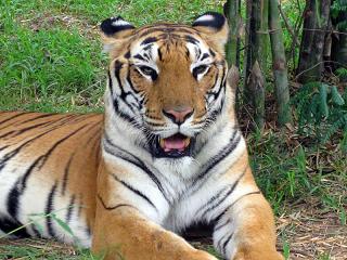 Orissa Wildlife, Wildlife in Orissa