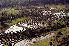 Tourist Attraction in Palampur