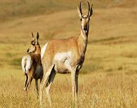 Deer, Renuka Sanctuary