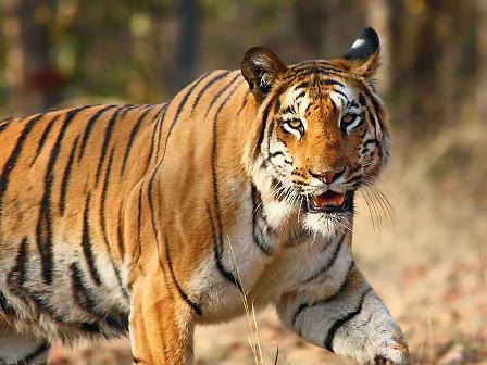 Tiger, Panna National Park