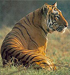 Tiger, Corbett National Park