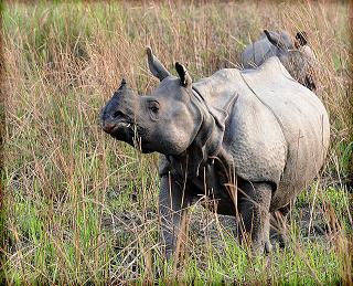 Assam Wildlife, Kaziranga National Park