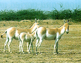 Wild Ass, Indian Wild Ass Wildlife Sanctuary 
