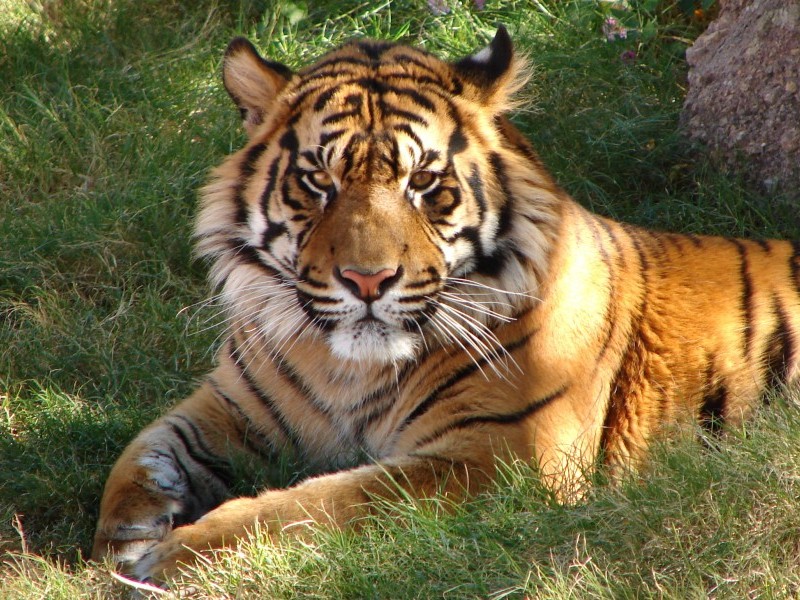 Tiger, Kanha National Park