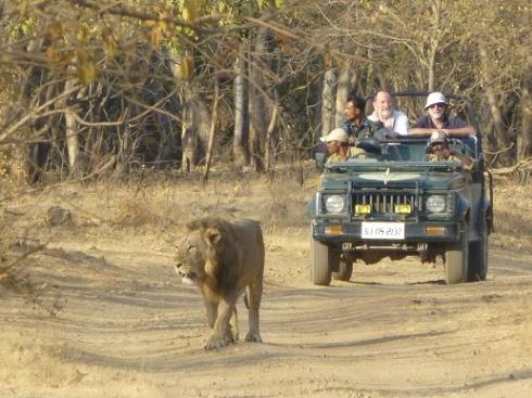 Gir Lions Safari